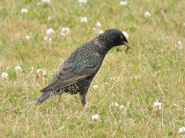<h3><a href="/trips/helgoland/biota/animalia/chordata/aves/040 passeriformes/105 sturnidae/sturnus vulgaris/sturnus vulgaris-nl.html">Sturnus&nbsp;vulgaris</a> / Common&nbsp;starling / Spreeuw</h3>NIKON D7100 met AF-S Nikkor 300mm f/2.8G IF-ED VR II, 1/400 sec  bij F6.3, ISO 200, afstand 19.9&nbsp;m